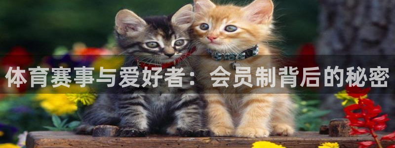 风速体育官网
